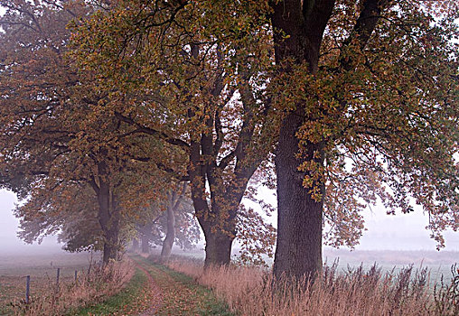 橡树,小路,晨雾,梅克伦堡前波莫瑞州,德国,欧洲