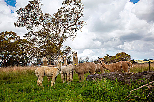 澳大利亚羊驼
