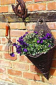 编织物,木质,挂篮,紫花,绿色植物