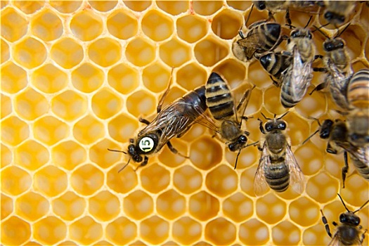 蜜蜂,蜂窝,产卵