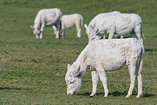白色,驴,成群,站立,草场,国家公园,布尔根兰,奥地利,欧洲