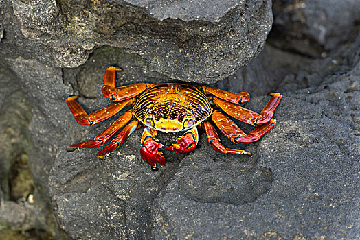 红岩,螃蟹,方蟹,圣萨尔瓦多,岛屿,加拉帕戈斯群岛,厄瓜多尔,南美
