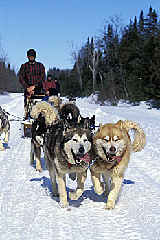西伯利亚,哈士奇犬,男人,雪橇狗,团队,魁北克,加拿大