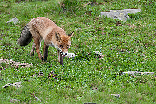 红狐,狐属,徒步,阿尔卑斯草甸,提洛尔,奥地利,欧洲