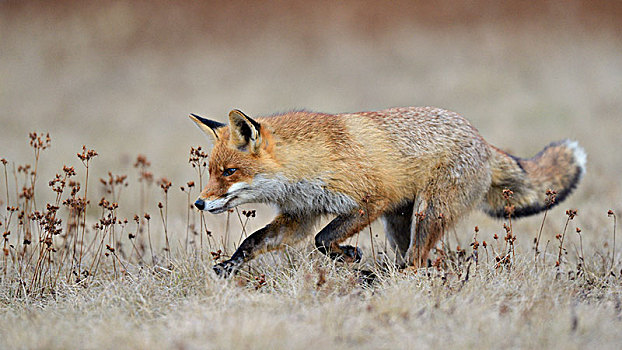红狐,狐属,跳跃,草地,摩拉维亚,捷克共和国,欧洲