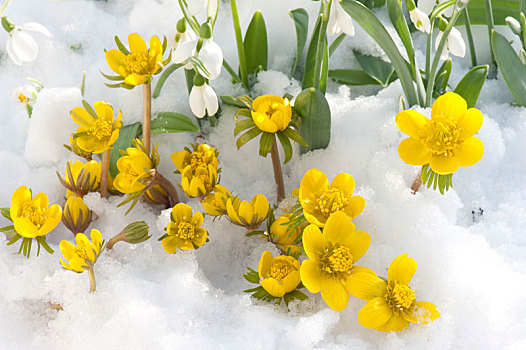 冬乌头,雪花莲,雪地