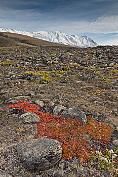 秋天,彩色,高山,山,熊莓,峡湾,枝条,东北方,格陵兰,国家公园,北美