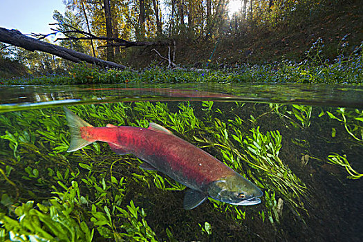 红大马哈鱼,红鲑鱼,女性,游泳,支流,亚当斯河,省立公园,不列颠哥伦比亚省,加拿大
