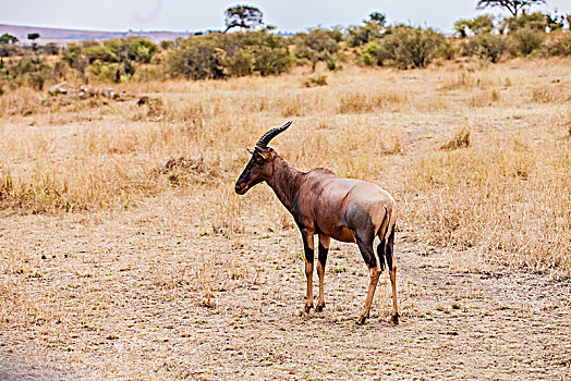 坦桑尼亚塞伦盖蒂草原转角牛羚生态环境