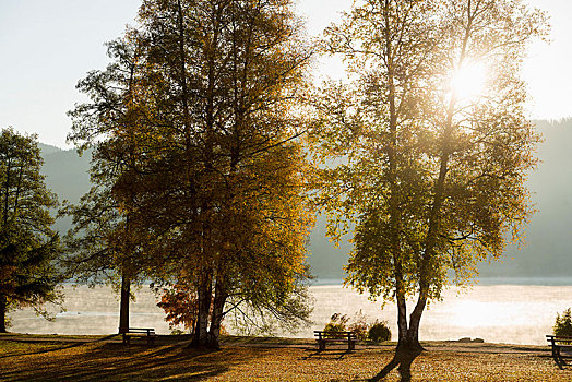 秋天,清晨,公园长椅,湖,巴登符腾堡,黑森林,德国,欧洲