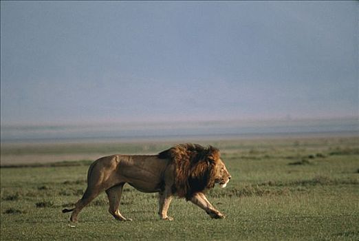 非洲狮,狮子,大草原,塞伦盖蒂国家公园,坦桑尼亚