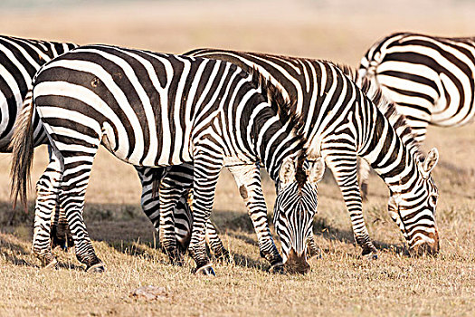 平原斑马,斑马,马,肯尼亚,非洲