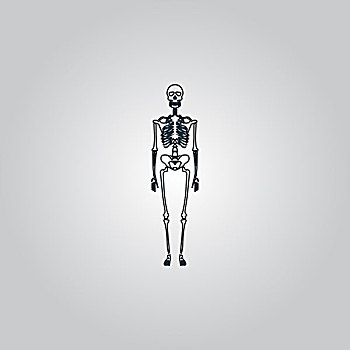 骨骼,人,骨头