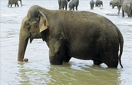 牧群,亚洲象,浴,河,斯里兰卡