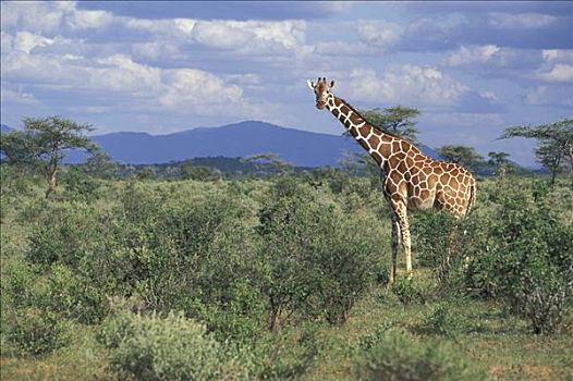 长颈鹿,网纹长颈鹿,成年,桑布鲁野生动物保护区,肯尼亚,非洲