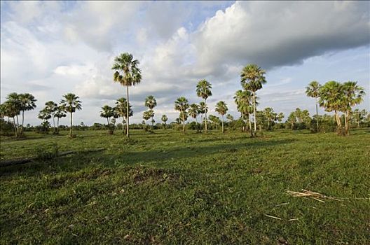 蜡,棕榈树,潘塔纳尔,世界遗产,生物保护区,巴西