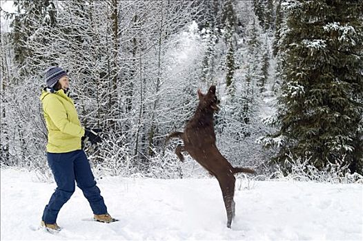 女人,玩,雪中,狗,冬天,阿拉斯加