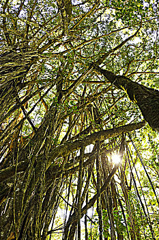 夏威夷,毛伊岛,漂亮,菩提树,阳光,过滤,枝条