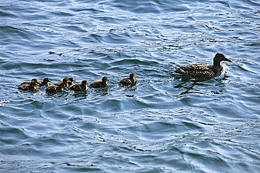 水,野鸭,绿头鸭,雌性,年轻,海洋,动物,鸟,鸭子,幼禽,小鸭子,防护,团结