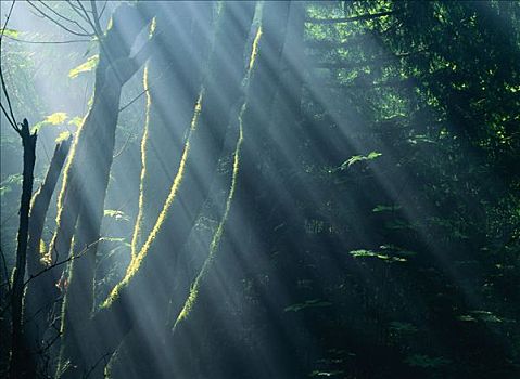 阳光,树林,靠近,艾科拉州立公园,俄勒冈,美国