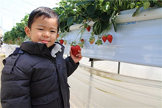 日本人,男孩,吃,草莓,3岁