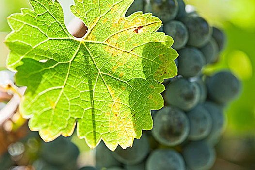 成熟,酿红酒用葡萄,右边,丰收