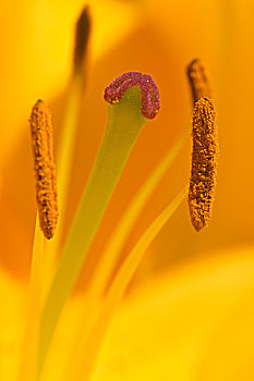 雌蕊图片－雌蕊图片大全－雌蕊图片下载－全景网