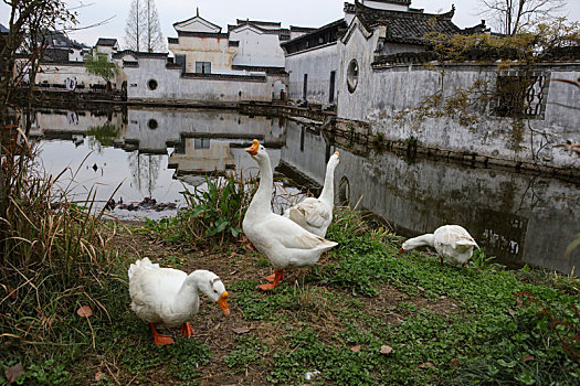 呈坎,安徽,古村落,旅游,景点,水乡,住宅,房子,小桥,拱桥,春天,居民,原生态