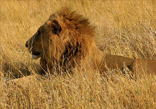 狮子,坐,树林,奥卡万戈三角洲,博茨瓦纳