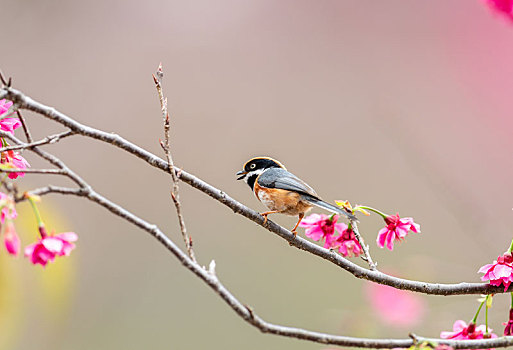 初春樱花树上的红头长尾山雀鸟