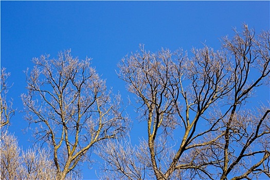 空,枝条,树,蓝天,自然,春天,背景