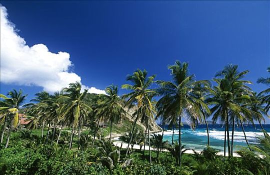 棕榈树,海滩,岛屿,英属维京群岛,加勒比海