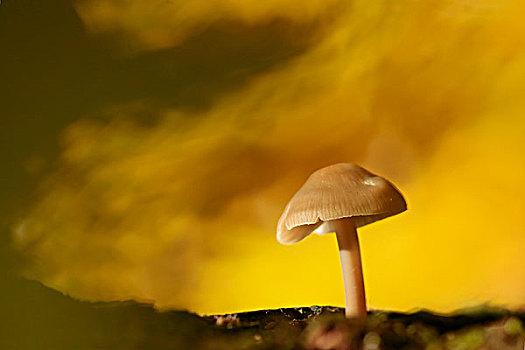 秋天,秋色,小,蘑菇
