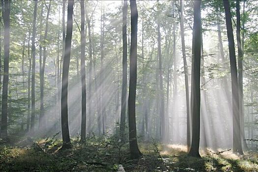 阳光,侧面,雾状,山毛榉,树林