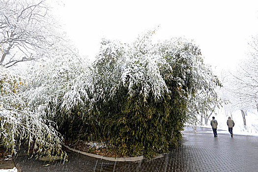 北京植物园