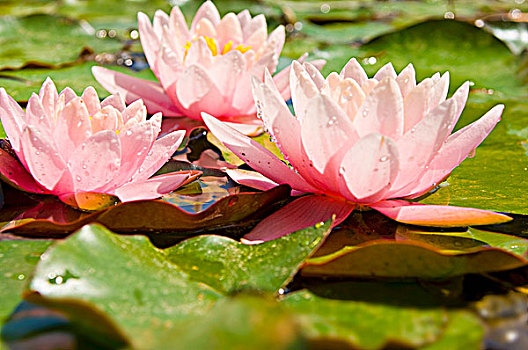三個(gè),粉色,荷花,水中