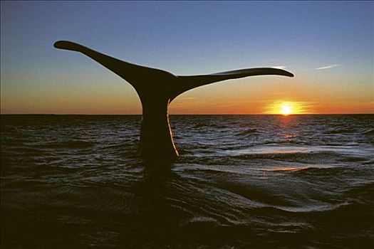 南露脊鲸,瓦尔德斯半岛,丘布特省,阿根廷,南美