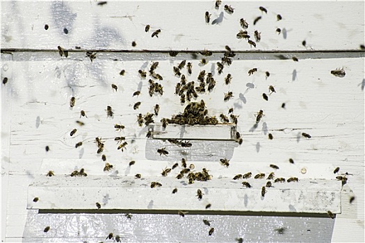 蜜蜂,进入,蜂窝