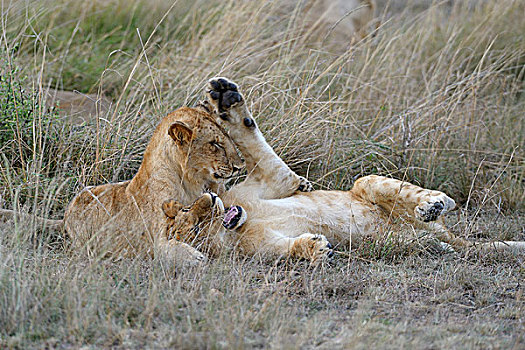 幼兽,狮子,玩,高草,马赛马拉国家保护区,肯尼亚,非洲
