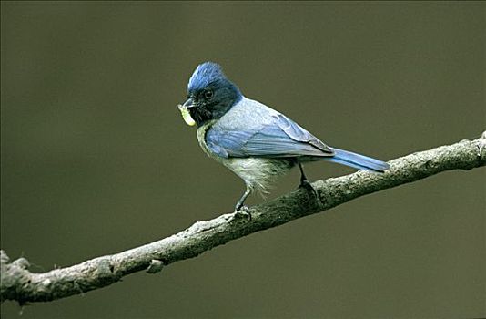 蓝冠山雀,青山雀,成年,栖息,枝头,捕食,鸟嘴,欧洲