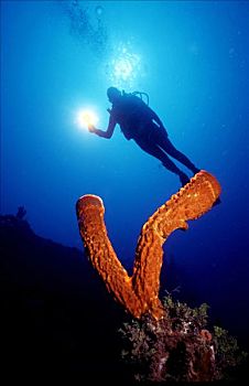 潜水,后面,海绵,加勒比海