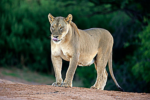 雌狮,狮子,禁猎区,卡拉哈里沙漠,北角,南非,非洲