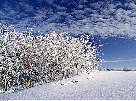 霜,小树林,树,艾伯塔省,加拿大