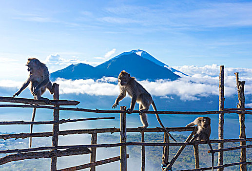 猴子,攀登,木质,栏杆