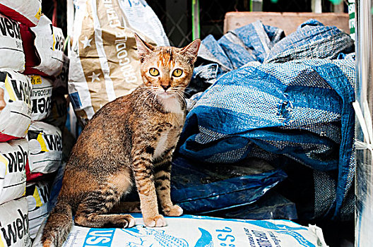 流浪猫,曼谷