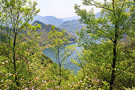 山水,树木,生态