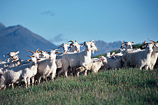 牧群,山羊,放牧,土地,新西兰