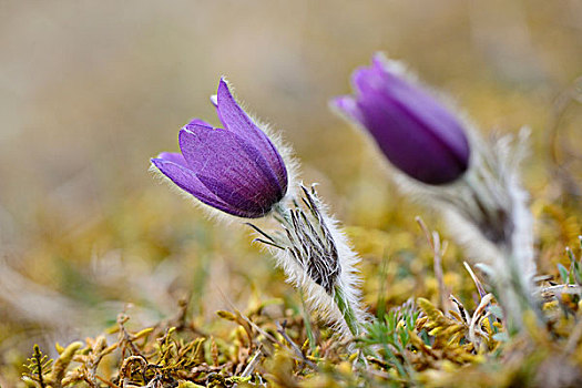 白头翁花,花