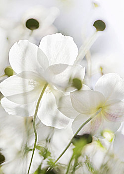 白色,白头翁,花