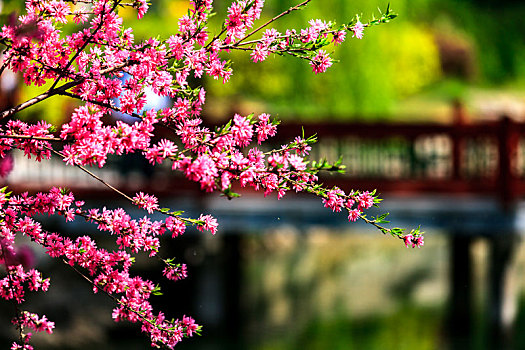 春天公园里盛开的桃花